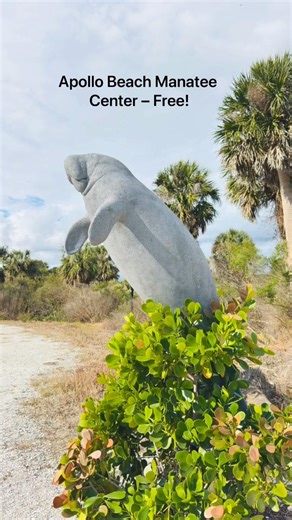 Freezing for Manatees?! 🥶Apollo Beach Surprise (Vacay Happens) #vacayhappens #manatee