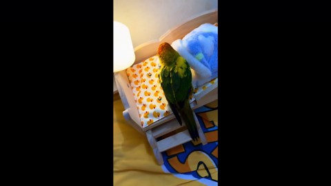 Sun conure goes to bed on its own in Zhejiang, China