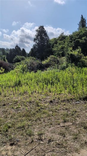【富有】【太秋】【禅寺丸】2年物の柿の木の苗、18本植えている様子！葉が生い茂って元気に育っている！ありがたい！#協生農法