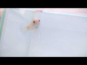 Betta Fish Cello Cellophane