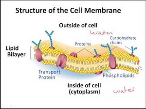 Unit Review- Cell Structure and Function