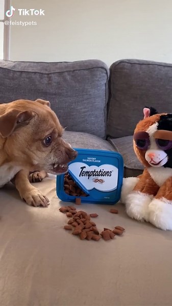 Chimmi even fights over cat food #chimmi #chihuahua #catfood #feistypets