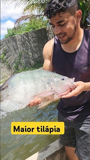 Largest tilapia in the tank