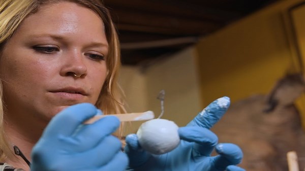 The ingenious fake turtle eggs tackling poaching