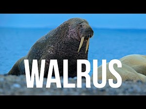Walrus Roars | Sound Effect (Copyright Free)