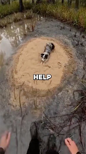 Man Saves Dog From Quicksand💔