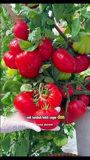 Planting Tomatoes Upside Down?! A Smart Way to Harvest a Large Plant in a Small Space 🍅