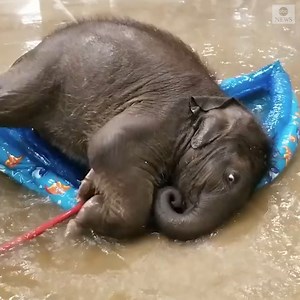 1.5M views · 65K reactions | Watch what happened when an adorable baby elephant named Brazos decided to go for a swim in a kiddie pool. https://abcn.ws/3JaIvHh | ABC News | Facebook