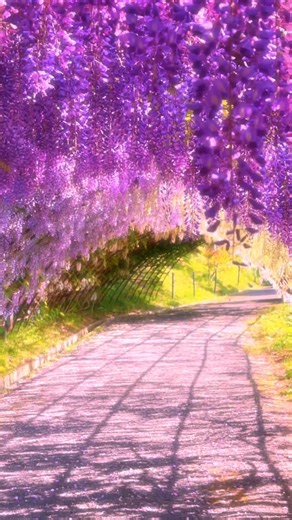 Japan Walker on Instagram: "Kawachi Fuji Garden(Fukuoka) / 河内藤園 The beautiful wisteria flowers of Kawachi Fuji Garden🤩✨🪻 Please follow 👉@japan_walker_ Please Share 🥰🙏✨ Please follow 👉 My TikTok account Please Subscribe 👉 My YouTube channel #japan #japantravel #japantrip #anime #fukuoka #fukuokapics #kitakyushu #kyushu #北九州 #kawachifujigarden #河内藤園 #北九州 #藤 #藤棚 #藤の花 #福岡"