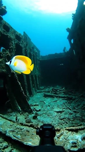 FISH CAMERA EXPLORES A SUNKEN SHIP