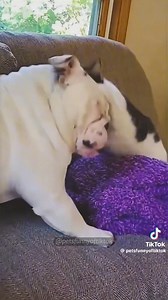 "Cats vs. Dogs showdown and the cats totally win!  Watch these hilarious moments of feline domination!  #CatsVsDogs #FunnyPets #CatsRule #PetShowdown #ComedyGold" | ANC Entertainment | Facebook