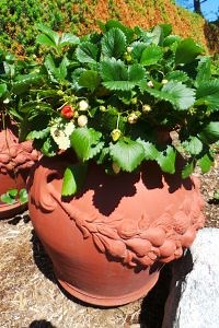 ▶︎ Watch: Growing Strawberries in Containers
