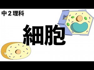 【キーワードはこれ！】細胞の構造と単細胞生物と多細胞生物〔現役塾講師解説、中学2年理科〕