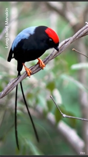 Long-tailed Manakin – The Bird with the Most Stylish Dance Moves #BirdDance#ExoticBirds