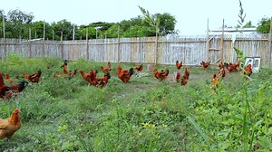 8.8K views · 826 reactions | What You MUST Know Before Starting a Chicken Farming Business! Heritage & Ornamental chicken!! | Dexter's World | Facebook