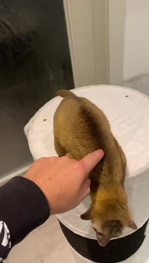 Exotic.animals on TikTok