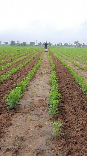 807 reactions · 101 shares | 3hp Mini Power Weeder Rotavator kolpe...