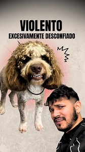 Un perro EXTREMADAMENTE DESCONFIADO y un poco LOCO🚨⚠️ #pet #fyp #reels | Victor The Groomer