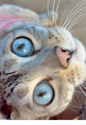 Cute Outfit Ideas for Bengal Cats