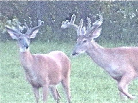 LARGE BUCK WHITETAIL DEER LEAP ON SUMMER EVENING BIG RACKS
