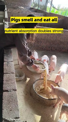 The piglet grew from a baby to 175kg in just 4 months by this feeding method. #Raising pigs on a farm for fattening up