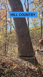 64K views · 785 reactions | Another walnut hits the ground! #missouritimber #missourilogging #sawmill #stihlchainsaw #logging #walnut #lumber #trees #blackwalnut #lumberjack #Missouri | Gauldin Logging LLC | Facebook