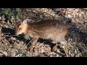 Muntjac deer baby