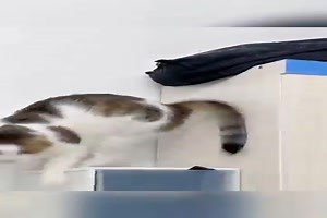 witziges Video 'Katzen-Fails' - tausende Videos auf FUNPOT