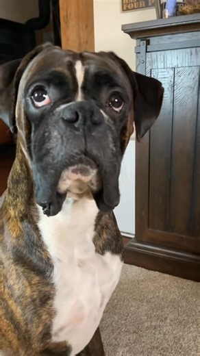 Join the Boxer madness gang as they sing Christmas songs #boxerdog #puppies #dogs | Boxer Madness