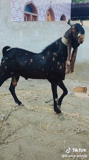 mashallah male 🔥🔥🔥🔥🔥👌👌👌👌👌👌✌🏼✌🏼✌🏼🔥💕🔥💕🔥💕🔥💕🔥💕🔥💕💕🔥💕🔥🔥💕💕🔥