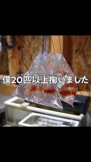 金魚を田んぼで育てる方法とその結果