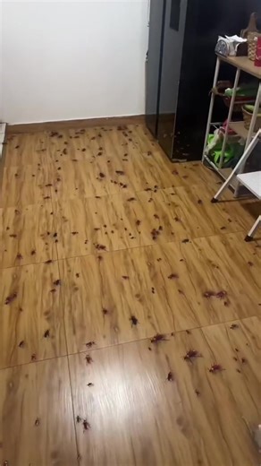 Videos de Agrichac (@agrichac) con “sonido original - Agrichac”