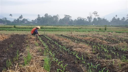 Watch how a simple seed transforms into healthy, tall corn ready for harvest. From preparing a strong seedling bed, transplanting with care, managing irrigation, feeding the crop, controlling pests, and finally enjoying that golden harvest — this video shows every step that makes corn farming successful. Perfect for anyone who loves agriculture, wants to learn modern corn-growing techniques, or dreams of starting their own farm! 👇 Dive into the full process and learn valuable tips to maximize y