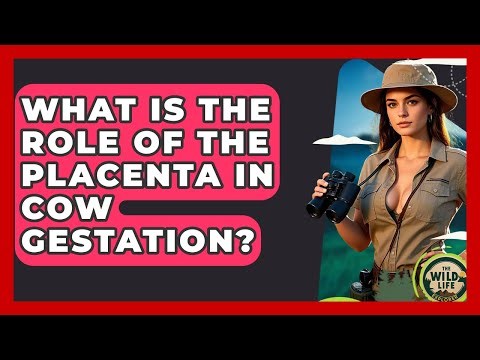 What Is The Role Of The Placenta In Cow Gestation? - The Wild Life Explorer