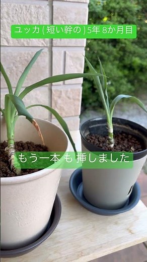 【 観葉植物 】 幹 が ぶよぶよ してきた ので 挿し木 に する ユッカ 5年8か月目 #植物のある暮らし #plants #ガーデニング