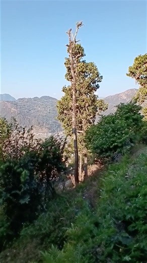 Epic Tree Cutting with an Axe | Satisfying Tree Falling Moment
