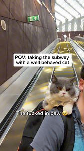 The best adventure bud I could have asked for ❤️ #cutecatvideos #cat #adventurecat #trainride #catlover #cutecat #catsofinstagram #britishshorthair #britishshorthaircat #catlife #macska #budapest #котик | Louie & Todd