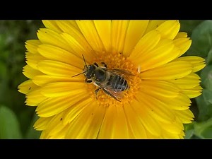 How to attract pollinators to your garden! 10 easy steps!