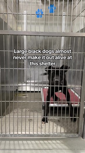 Bruno only has a very slim chance of making it out of here. He’s already cleared for euthanasia and can be euthanized at any time. If you haven’t heard of “black dog syndrome,” it is when black dogs are more likely to be euthanized in shelters due to being overlooked. That is exactly what Bruno is going up against. He was owner surrendered due to cost, and his owner stated he was good with other dogs, leash trained, loves kids, and is high energy. He’s just a puppy🥺 Please share him. He needs t