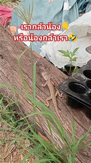 🦎Check out these adorable, common, and naturally beautiful red lizards/geckos!😲🦎 #lizard #gecko #...