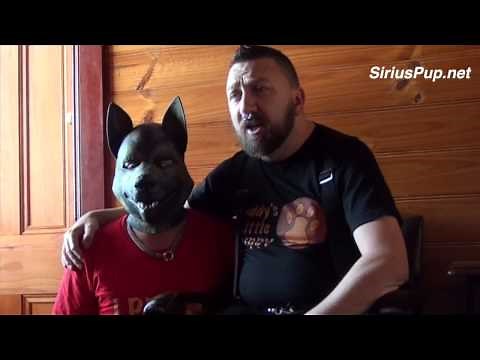 Human Pup Play What Is An Alpha