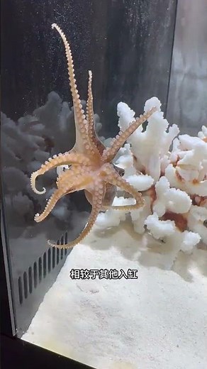 Is the blue-ringed octopus so poisonous? Even the scavengers couldn't survive it. Blue-ringed oc