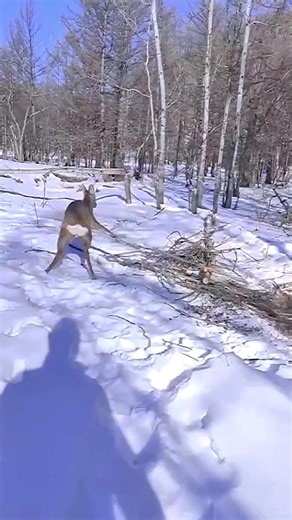34K views · 860 reactions | Trapped deer gets rescued by kind man 歷爐❤️ #fblifestyle | Animal Lovers | Facebook