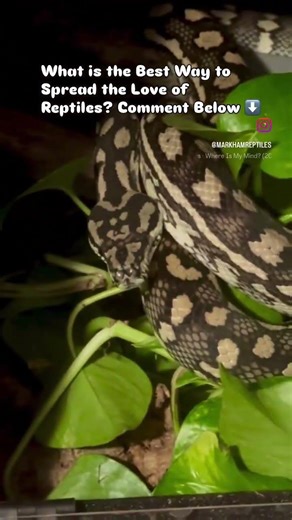 What is the Best Way to Spread the of Reptiles