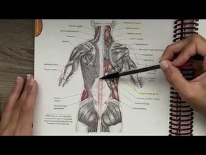 ASMR Anatomy series- Back Muscles- LOTS of tracing & whispers