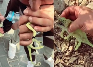 Trending Twitter video: Man successfully resuscitates a lifeless chameleon through mouth-to-mouth breathing
