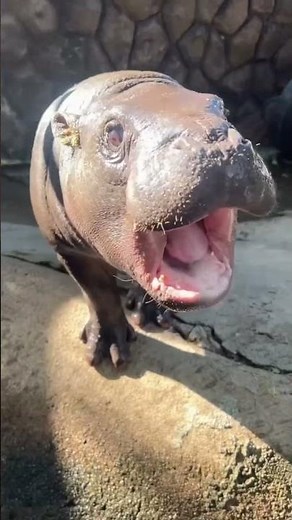 Gun Sounds Gun Simulator - Moo Deng