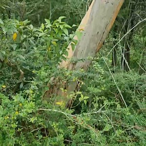 3.7K views · 34 reactions | News from " THE SNAKE PIT " Diamond Python Morelia spilota spilota A Memorable Moment as this was a prominent Radio station executives home | Australian Snake Catchers | Facebook