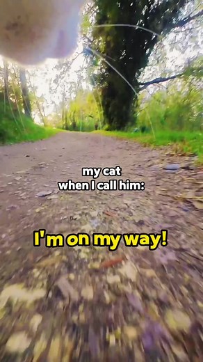 Ros the Adventure Cat: Food Calls and Funny Moments