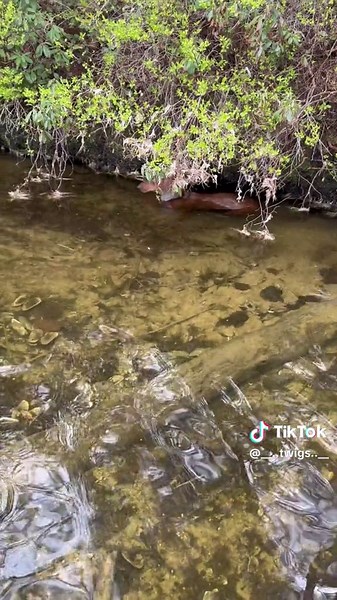 Adventures of Weezy the Wiener Dog at the Lake